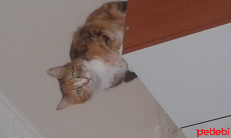Tekir Kedi, Kedi  Edoş  fotoğrafı