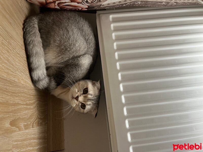 Scottish Fold, Kedi  Miya fotoğrafı