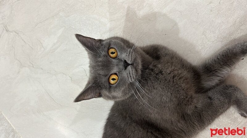 British Shorthair, Kedi  Lokum fotoğrafı