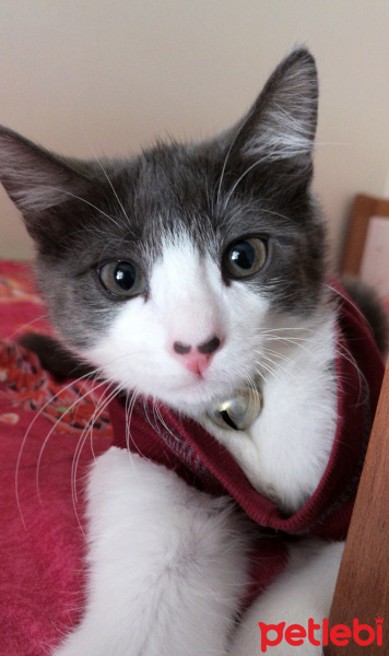 Tekir Kedi, Kedi  Bastet fotoğrafı