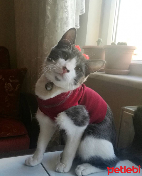 Tekir Kedi, Kedi  Bastet fotoğrafı