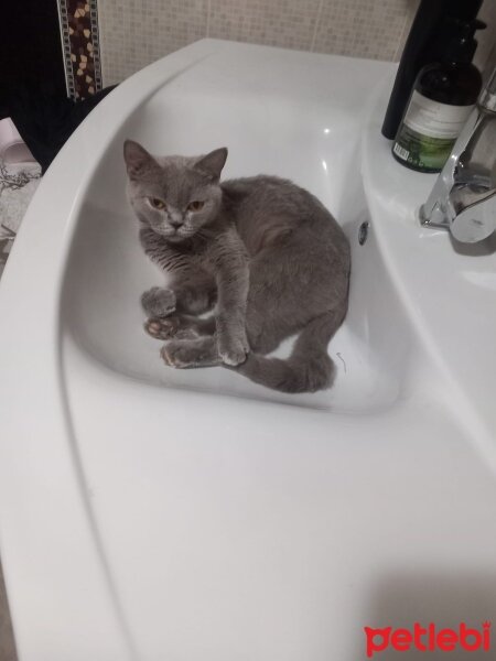 British Shorthair, Kedi  Jelibon fotoğrafı