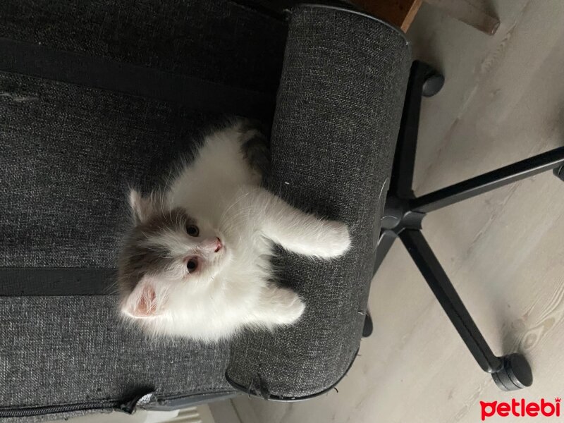 Tekir Kedi, Kedi  Kartopu fotoğrafı