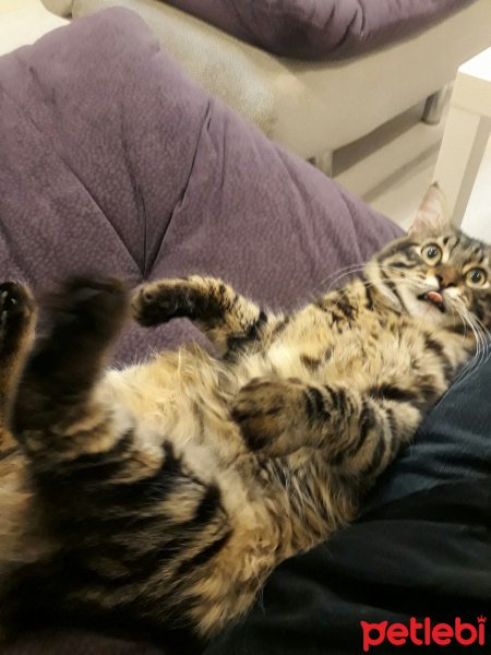 Tekir Kedi, Kedi  Köfte fotoğrafı