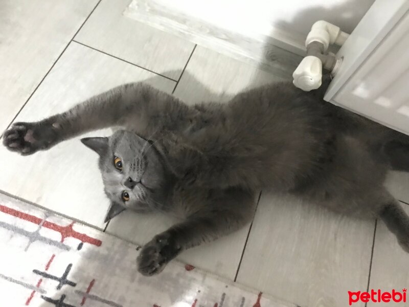 British Shorthair, Kedi  Gazoz fotoğrafı