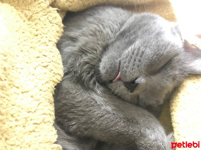 British Shorthair, Kedi  Gazoz fotoğrafı