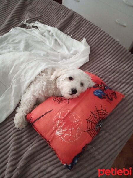 Maltese, Köpek  Ananas fotoğrafı