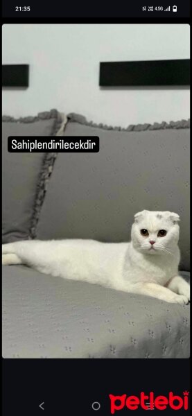 Scottish Fold, Kedi  Luka fotoğrafı