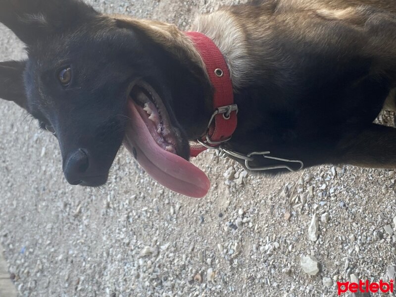 Belçika Malinois, Köpek  Ares fotoğrafı