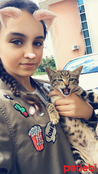 Soke, Kedi  Minnoş fotoğrafı