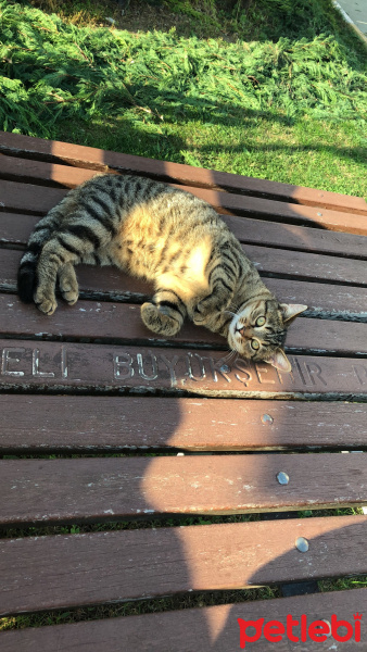 Soke, Kedi  Minnoş fotoğrafı
