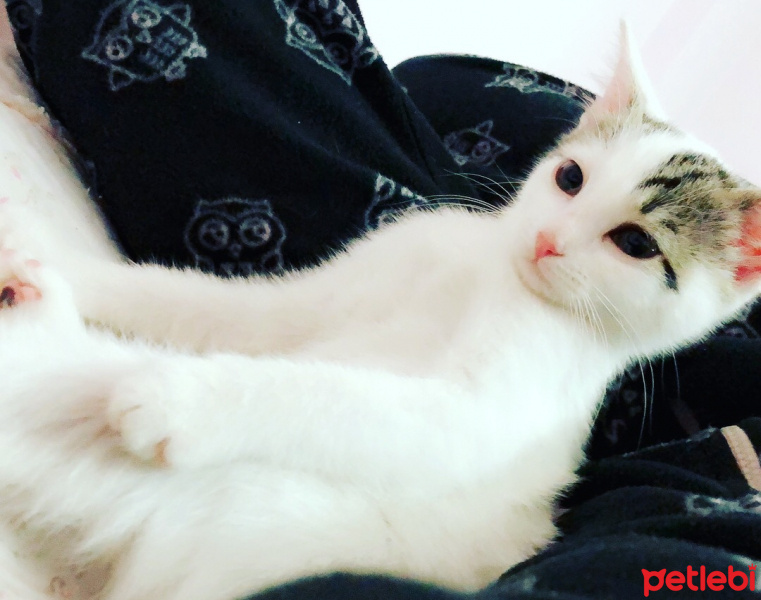 Soke, Kedi  Minnoş fotoğrafı