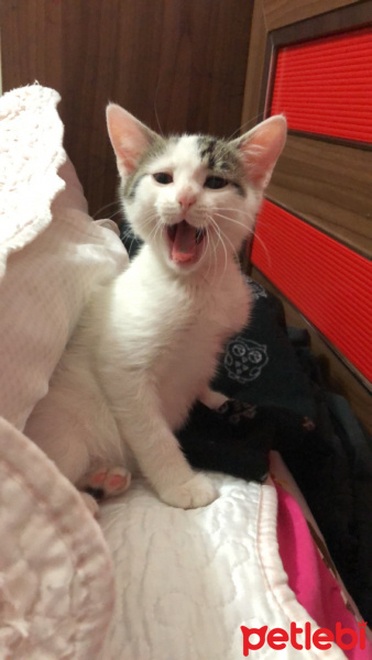 Soke, Kedi  Minnoş fotoğrafı