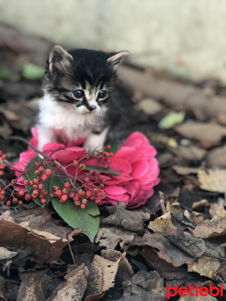 Soke, Kedi  Minnoş fotoğrafı