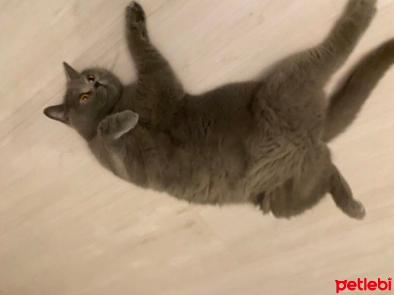 British Shorthair, Kedi  Mis fotoğrafı