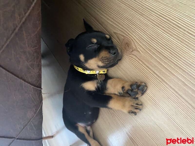 Rottweiler, Köpek  Viola fotoğrafı