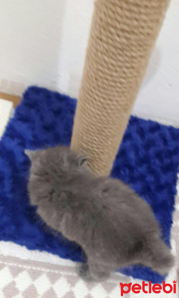 Scottish Fold, Kedi  Velvet fotoğrafı