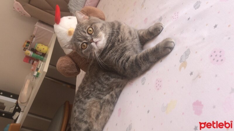 British Shorthair, Kedi  Kuki fotoğrafı