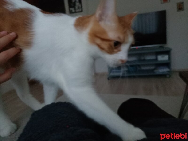 Tekir Kedi, Kedi  Leo fotoğrafı