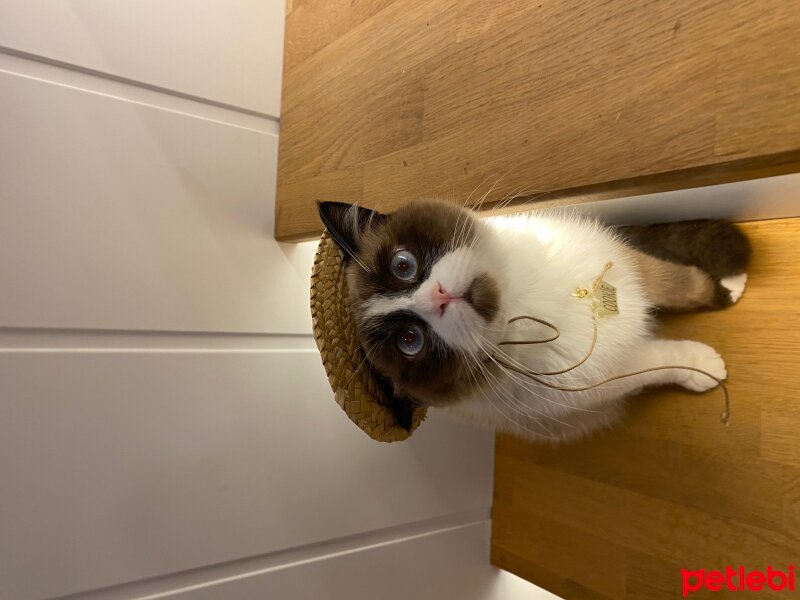 Ragdoll, Kedi  Cookie fotoğrafı