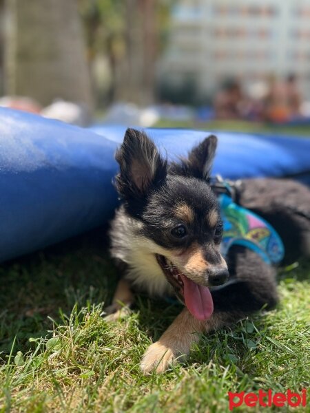 Pomeranyalı, Köpek  Chivas fotoğrafı