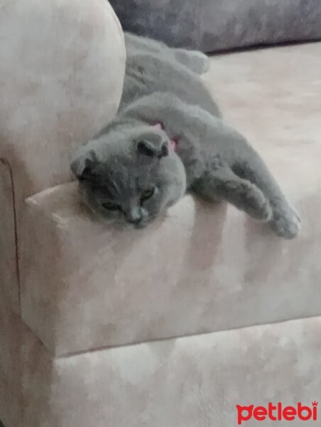 Scottish Fold, Kedi  Mina fotoğrafı