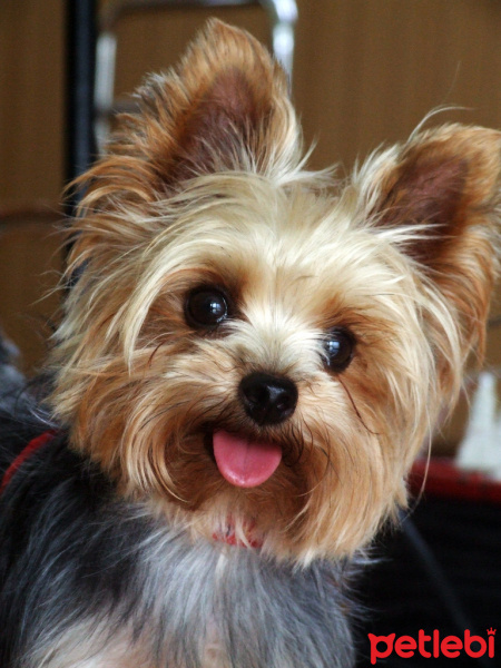 Yorkshire Terrier, Köpek  luna fotoğrafı