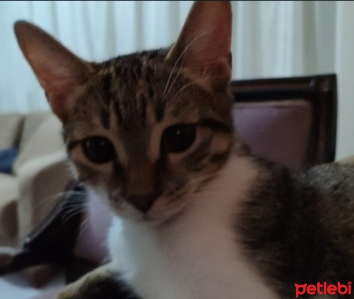 Tekir Kedi, Kedi  MÜDÜR fotoğrafı