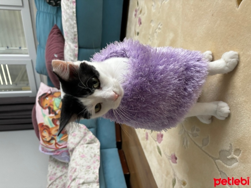 Tekir Kedi, Kedi  Leydi fotoğrafı