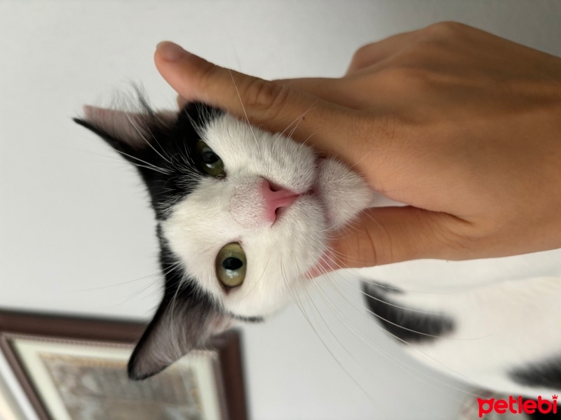 Tekir Kedi, Kedi  Leydi fotoğrafı