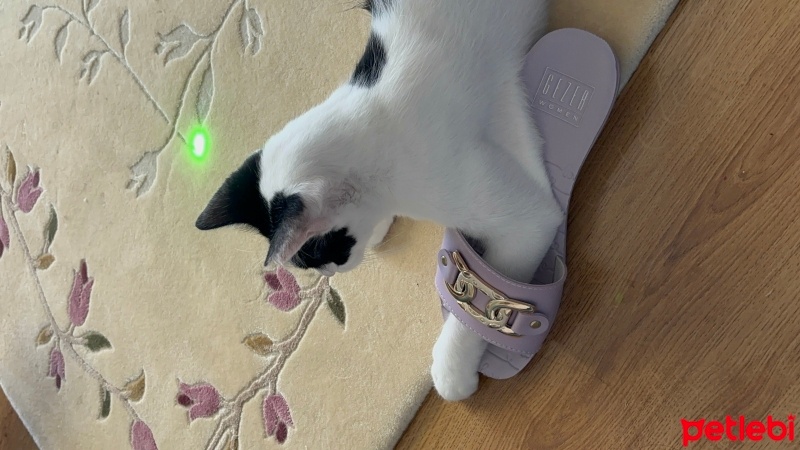 Tekir Kedi, Kedi  Leydi fotoğrafı
