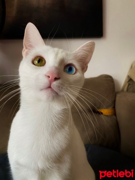 Ankara Kedisi, Kedi  Pera fotoğrafı
