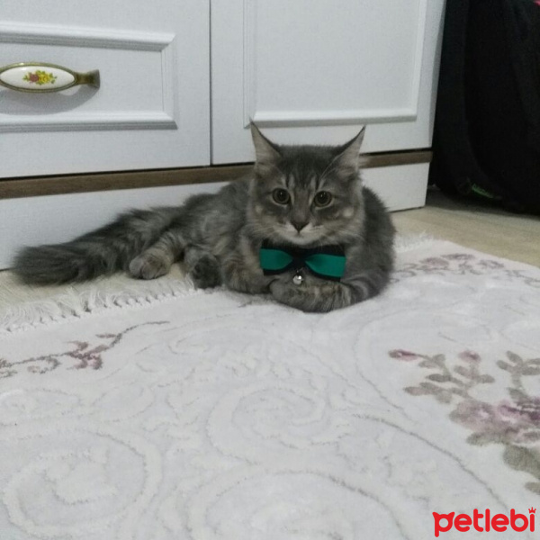 Tekir Kedi, Kedi  Mati (mathilda) fotoğrafı