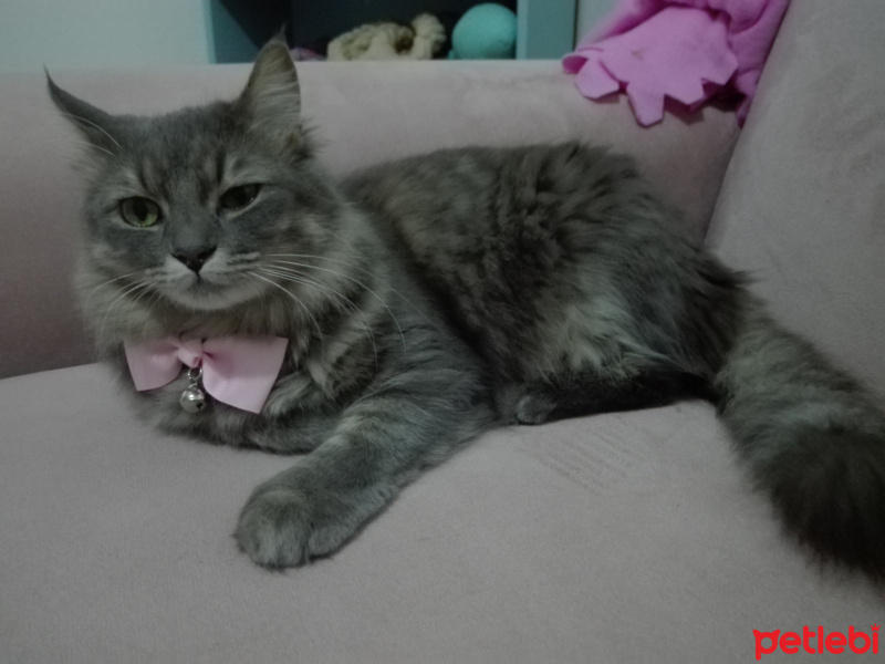 Tekir Kedi, Kedi  Mati (mathilda) fotoğrafı