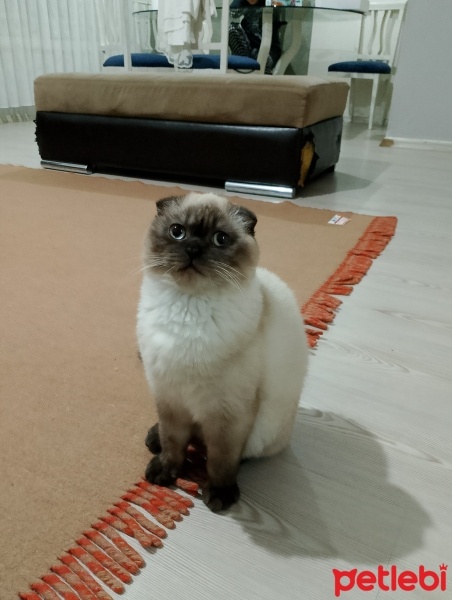 British Shorthair, Kedi  Mars fotoğrafı