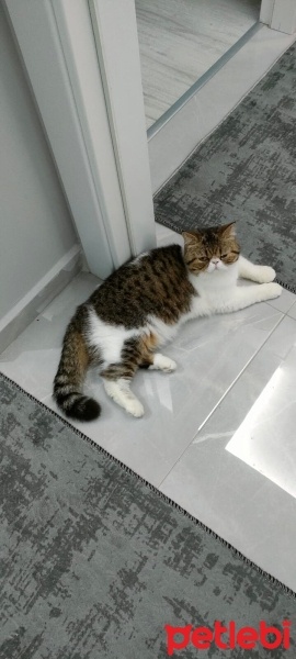 Exotic Shorthair, Kedi  kızım fotoğrafı