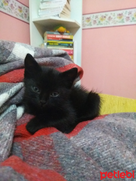 Tekir Kedi, Kedi  Gölge fotoğrafı