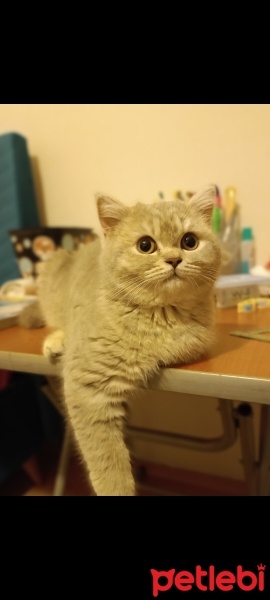 British Shorthair, Kedi  Maya fotoğrafı