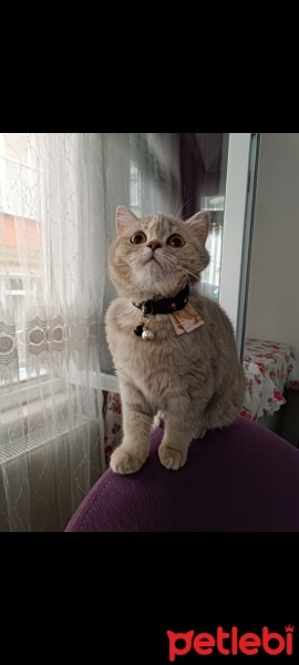 British Shorthair, Kedi  Maya fotoğrafı