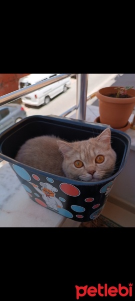 British Shorthair, Kedi  Maya fotoğrafı