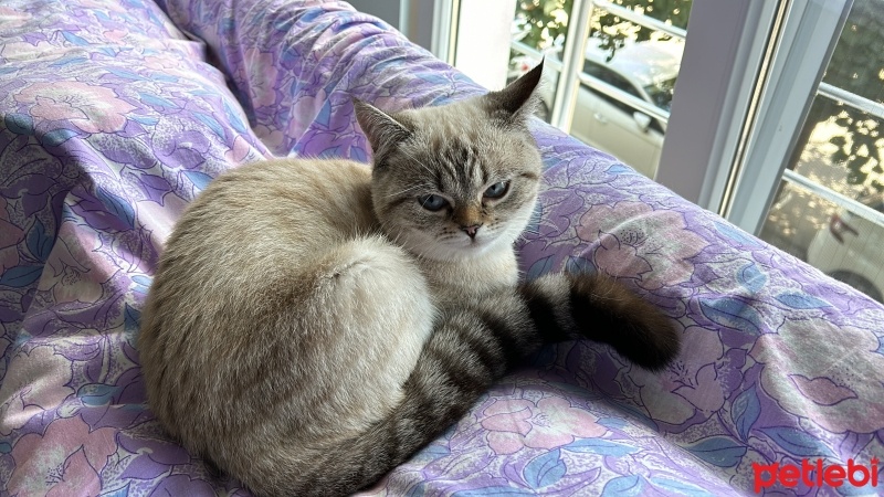 British Shorthair, Kedi  Lokum fotoğrafı