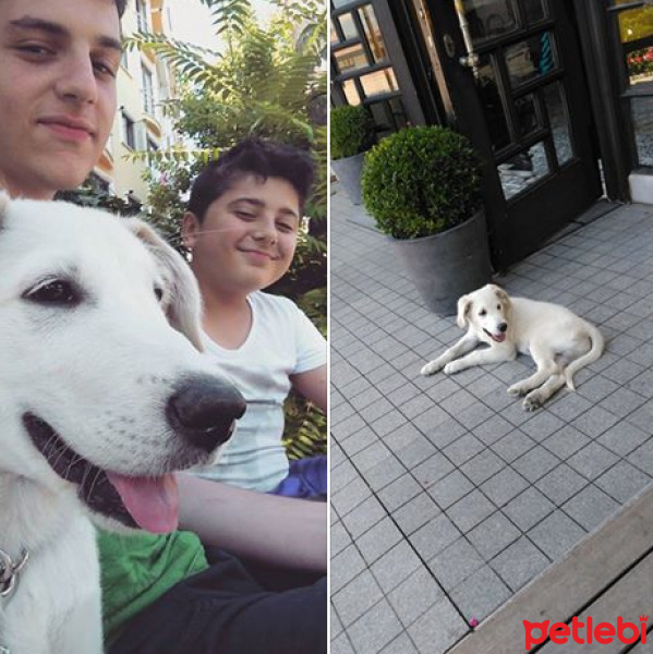 Labrador Retriever, Köpek  Paşa fotoğrafı