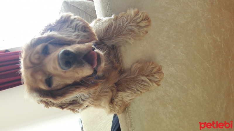 Amerikan Cocker Spaniel, Köpek  Oscar fotoğrafı