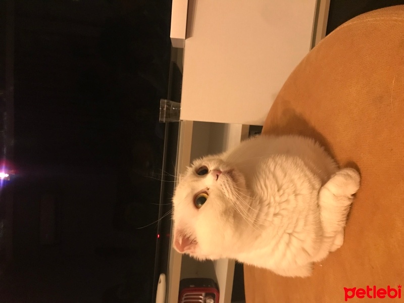 Scottish Fold, Kedi  Shila fotoğrafı