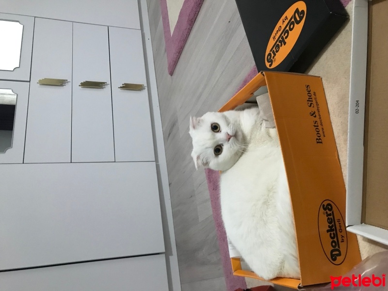 Scottish Fold, Kedi  Mia fotoğrafı