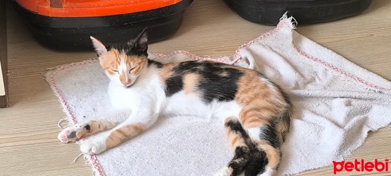 Tekir Kedi, Kedi  Ceviz fotoğrafı