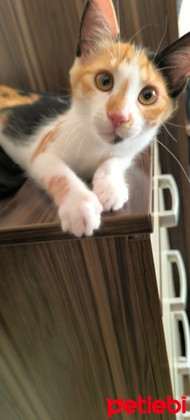 Tekir Kedi, Kedi  Ceviz fotoğrafı