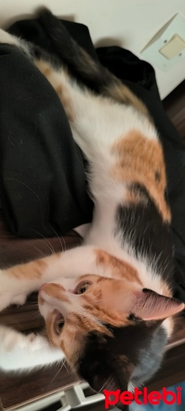 Tekir Kedi, Kedi  Ceviz fotoğrafı
