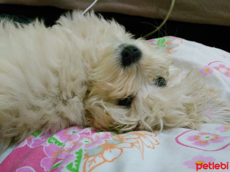 Maltese, Köpek  lesie fotoğrafı