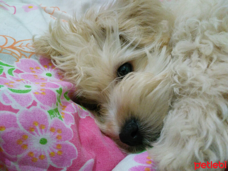 Maltese, Köpek  lesie fotoğrafı